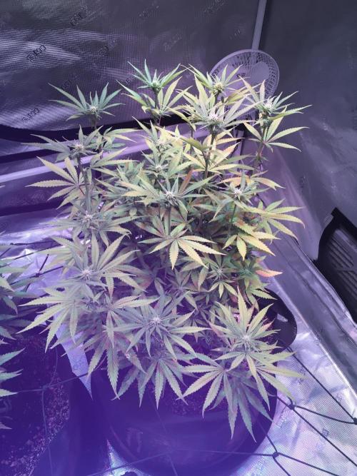 Blackberry Moonrocks - grow 10. Week 11