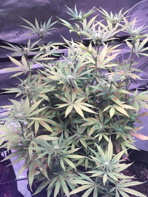 Blackberry Moonrocks - grow 10. Week 11