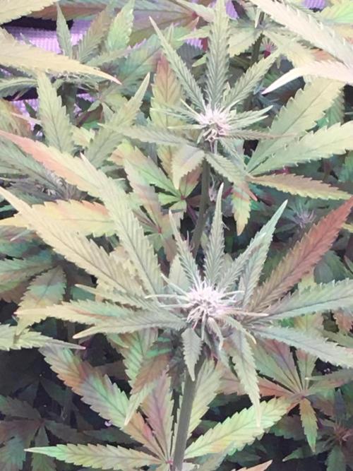 Blackberry Moonrocks - grow 10. Week 11