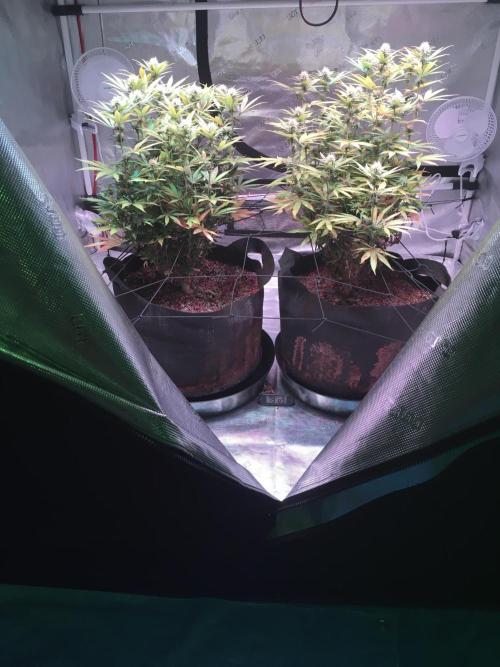 Blackberry Moonrocks - grow 10. Week 12