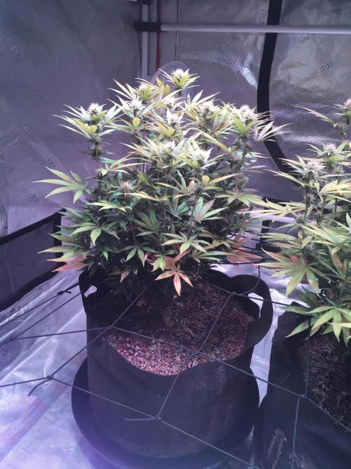 Blackberry Moonrocks - grow 10. Week 12