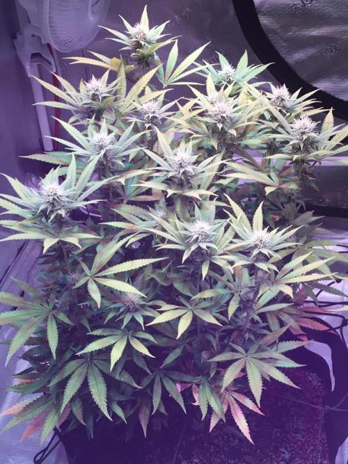 Blackberry Moonrocks - grow 10. Week 12