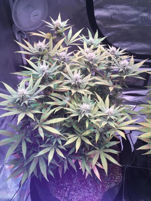 Blackberry Moonrocks - grow 10. Week 12