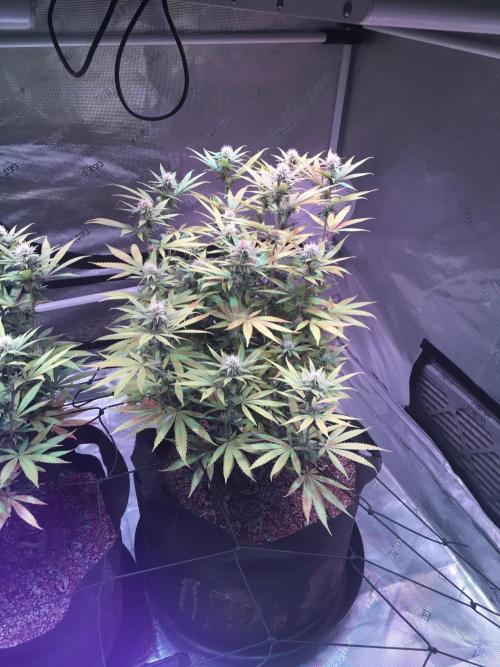 Blackberry Moonrocks - grow 10. Week 12