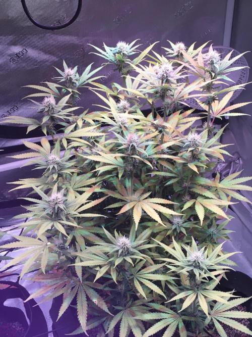 Blackberry Moonrocks - grow 10. Week 12