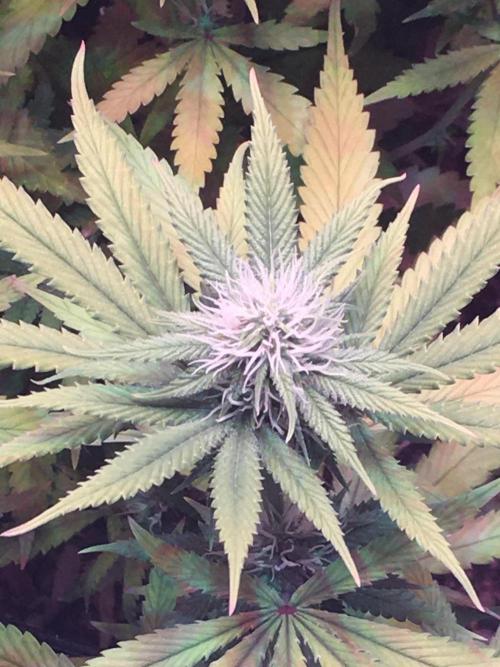 Blackberry Moonrocks - grow 10. Week 12