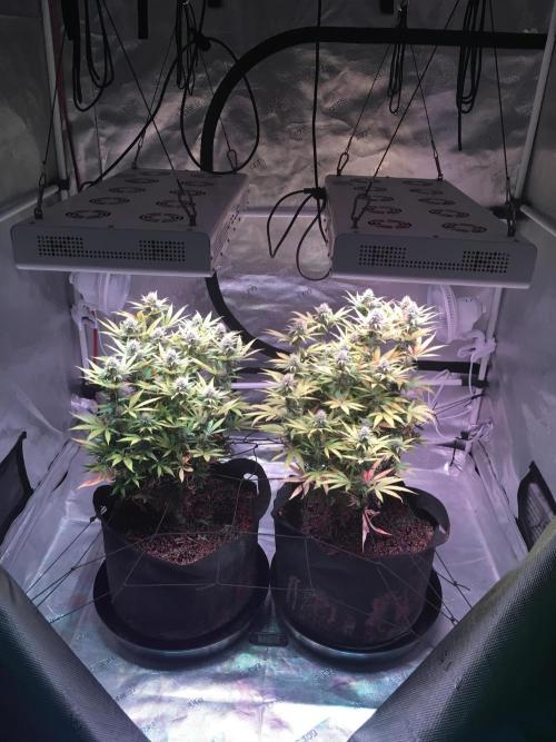 Blackberry Moonrocks - grow 10. Week 13