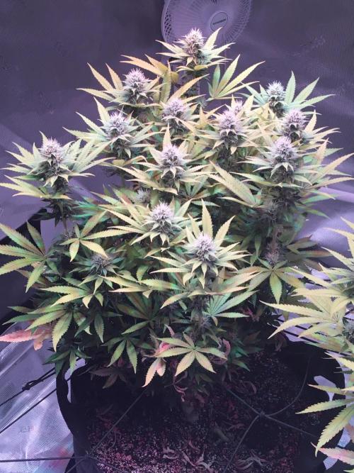 Blackberry Moonrocks - grow 10. Week 13