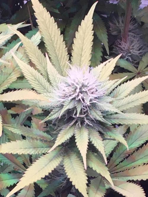 Blackberry Moonrocks - grow 10. Week 13