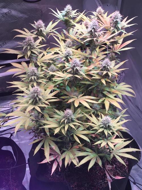 Blackberry Moonrocks - grow 10. Week 13