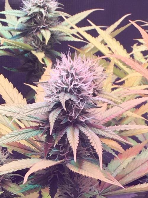 Blackberry Moonrocks - grow 10. Week 13