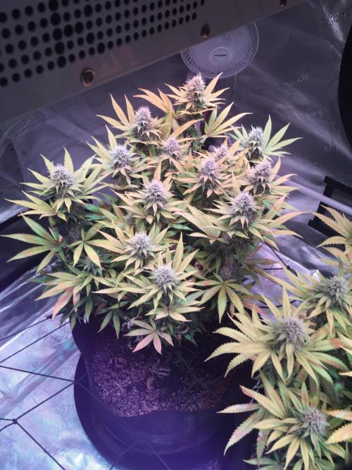 Blackberry Moonrocks - grow 10. Week 14