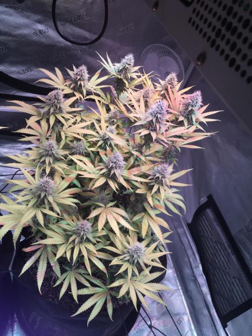 Blackberry Moonrocks - grow 10. Week 14