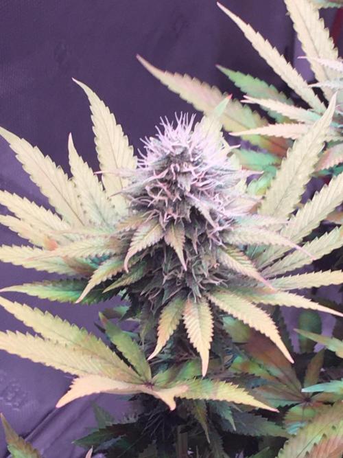 Blackberry Moonrocks - grow 10. Week 14