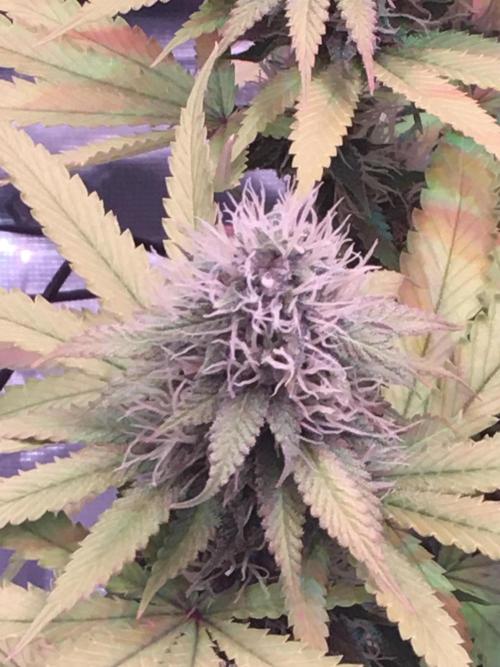 Blackberry Moonrocks - grow 10. Week 14