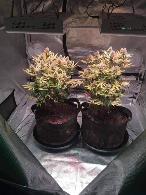 Blackberry Moonrocks - grow 10. Week 15