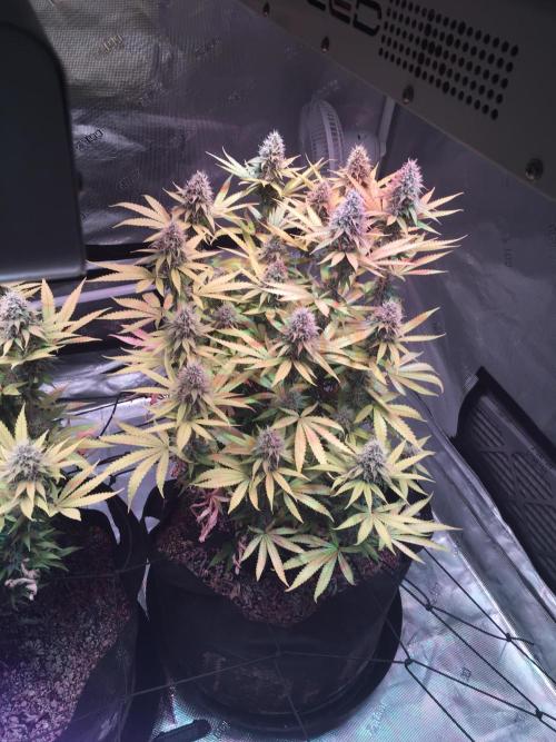 Blackberry Moonrocks - grow 10. Week 15