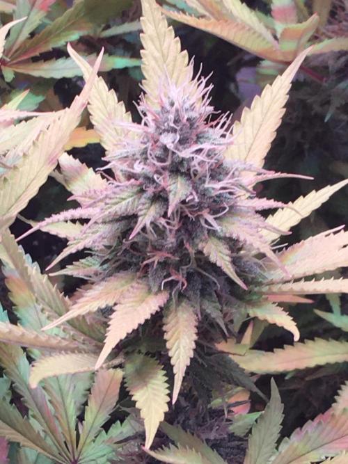 Blackberry Moonrocks - grow 10. Week 15