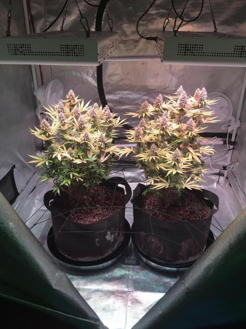 Blackberry Moonrocks - grow 10. Week 16