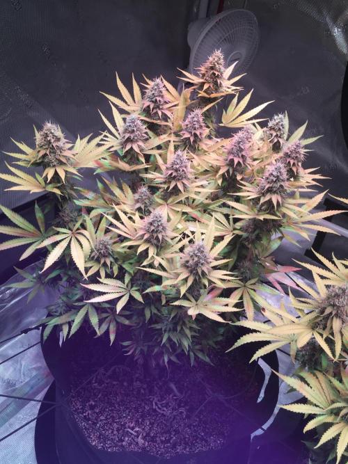 Blackberry Moonrocks - grow 10. Week 16