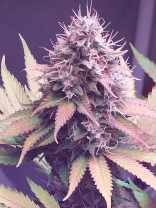 Blackberry Moonrocks - grow 10. Week 16