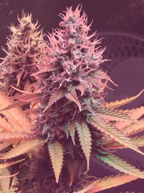 Blackberry Moonrocks - grow 10. Week 16