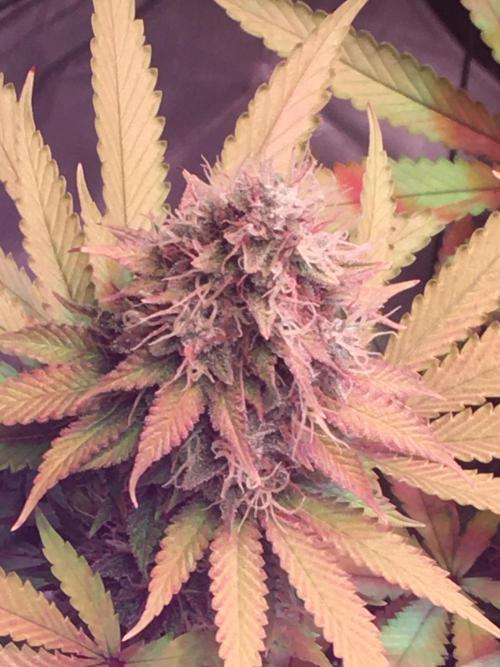 Blackberry Moonrocks - grow 10. Week 16