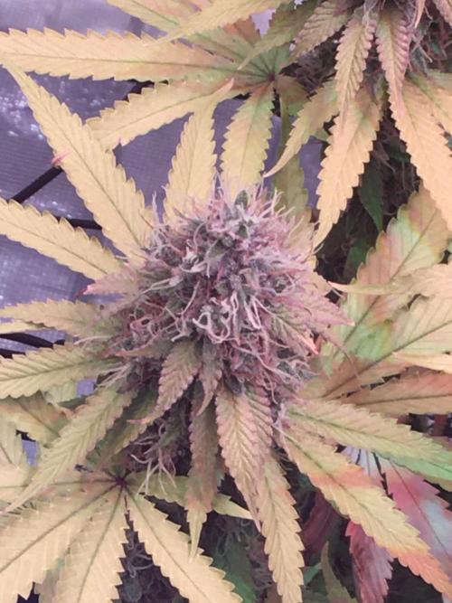 Blackberry Moonrocks - grow 10. Week 16