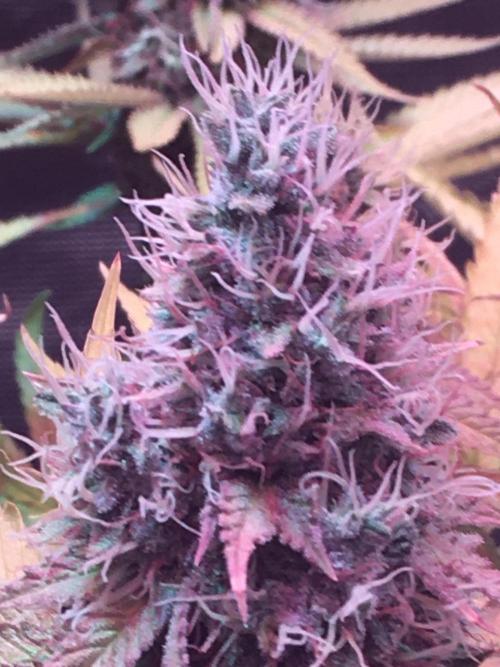 Blackberry Moonrocks - grow 10. Week 16