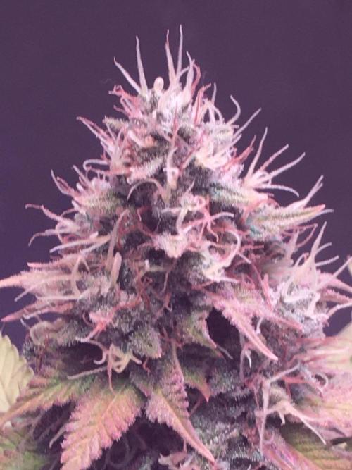 Blackberry Moonrocks - grow 10. Week 16