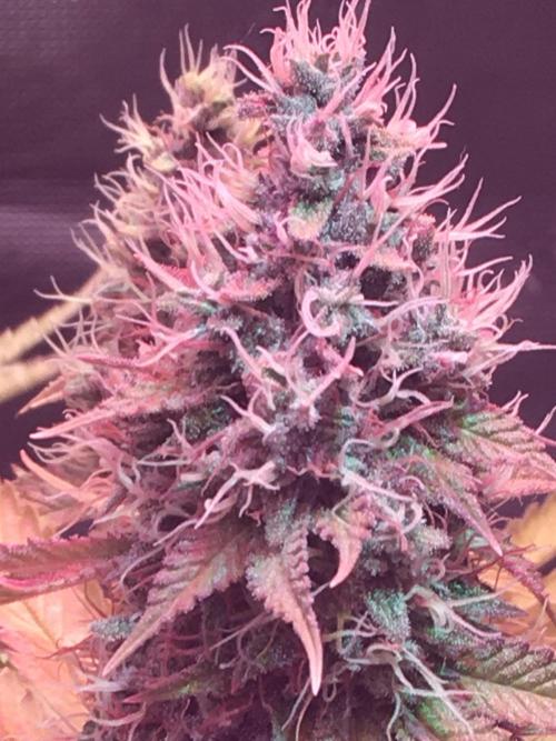 Blackberry Moonrocks - grow 10. Week 16