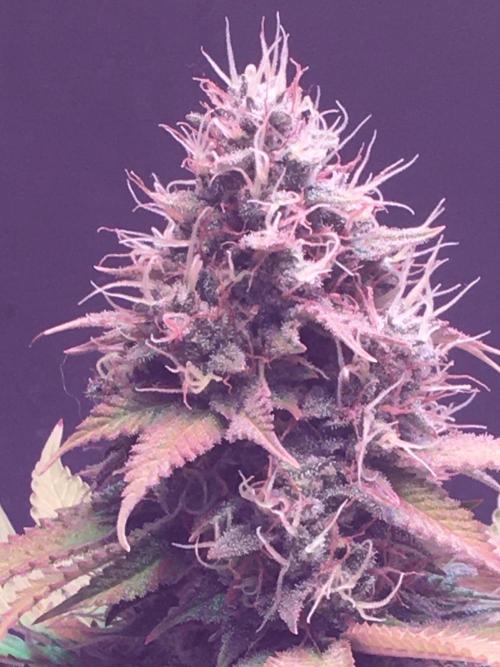 Blackberry Moonrocks - grow 10. Week 16