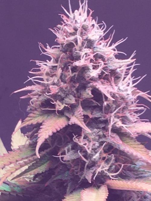 Blackberry Moonrocks - grow 10. Week 16