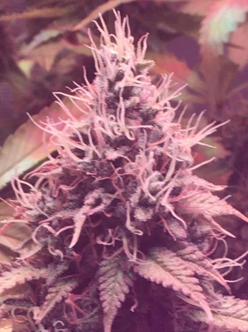 Blackberry Moonrocks - grow 10. Week 16