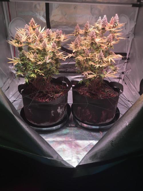 Blackberry Moonrocks - grow 10. Week 17