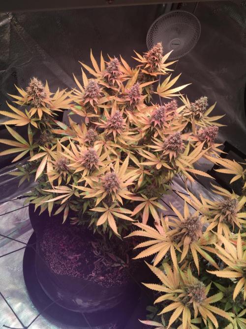 Blackberry Moonrocks - grow 10. Week 17