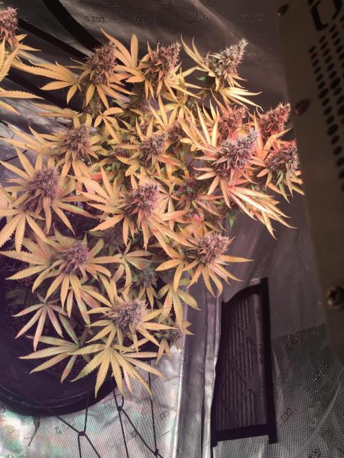 Blackberry Moonrocks - grow 10. Week 17