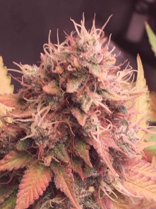Blackberry Moonrocks - grow 10. Week 17