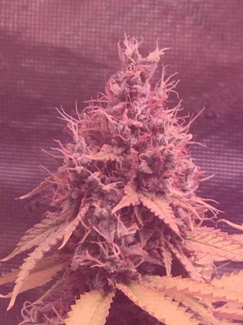 Blackberry Moonrocks - grow 10. Week 17