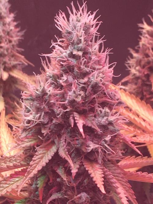 Blackberry Moonrocks - grow 10. Week 17