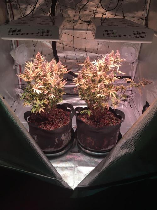 Blackberry Moonrocks - grow 10. Week 18