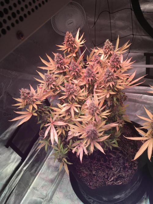 Blackberry Moonrocks - grow 10. Week 18