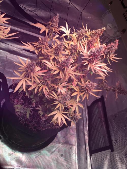 Blackberry Moonrocks - grow 10. Week 18