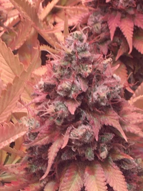 Blackberry Moonrocks - grow 10. Week 18
