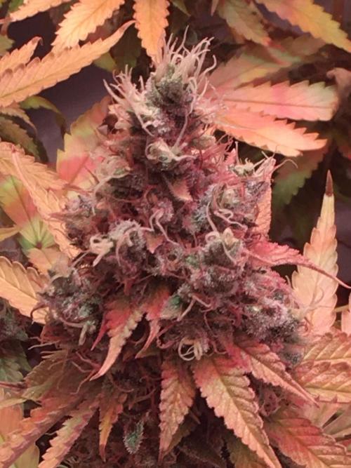 Blackberry Moonrocks - grow 10. Week 18