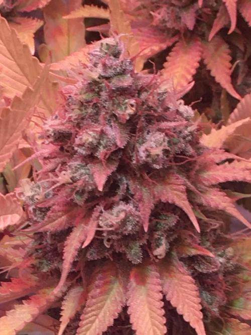 Blackberry Moonrocks - grow 10. Week 18