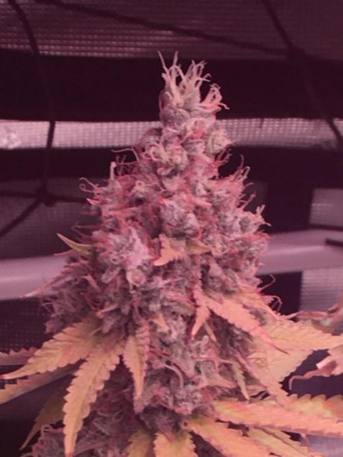 Blackberry Moonrocks - grow 10. Week 18