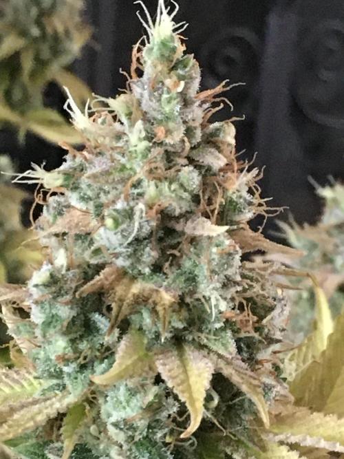 Blackberry Moonrocks - grow 10. Week 19