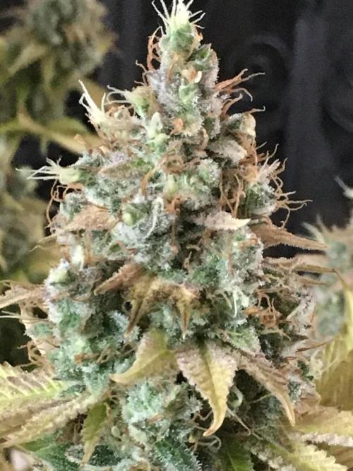 Blackberry Moonrocks - grow 10. Week 19