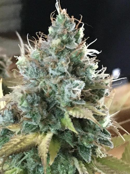 Blackberry Moonrocks - grow 10. Week 19